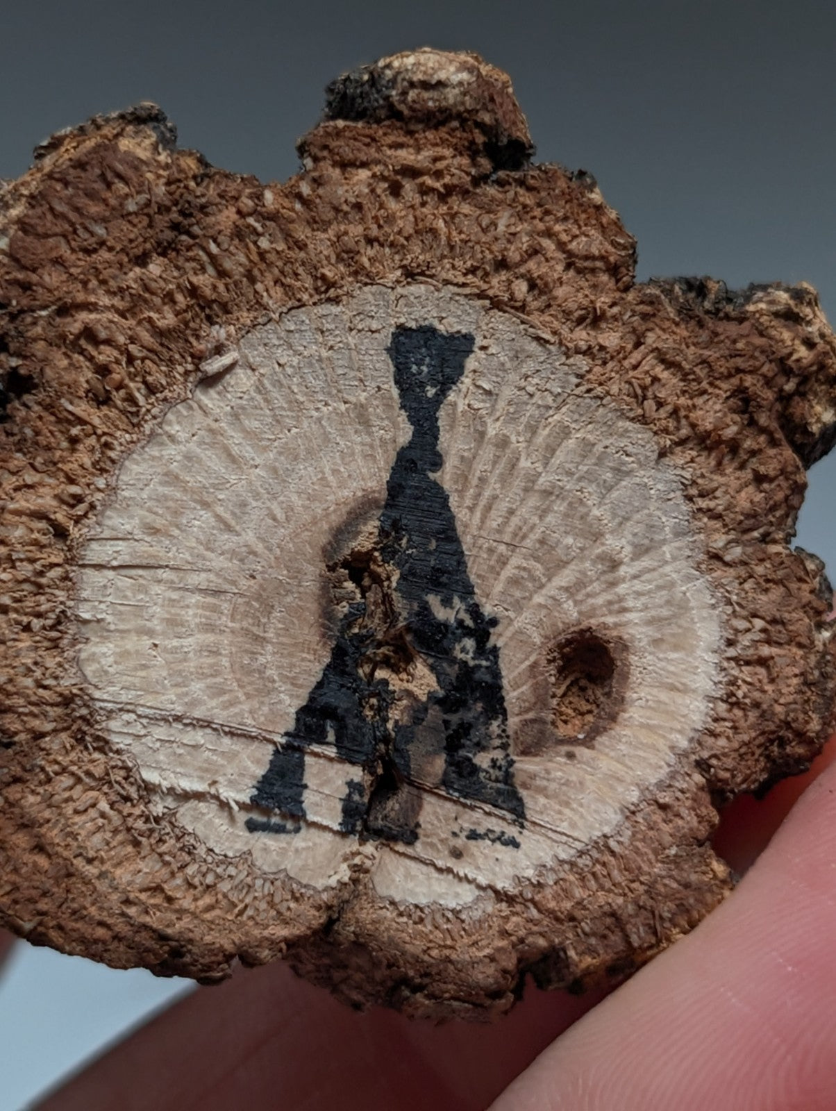 A+ Optical Quartz, Old Stock, Montgomery County, Arkansas, w/ natural wood base