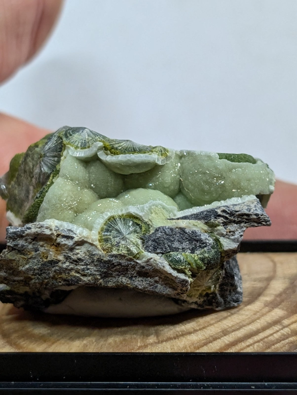 A green, translucent fossilized coral specimen with intricate radial patterns and a rough, dark gray matrix base.