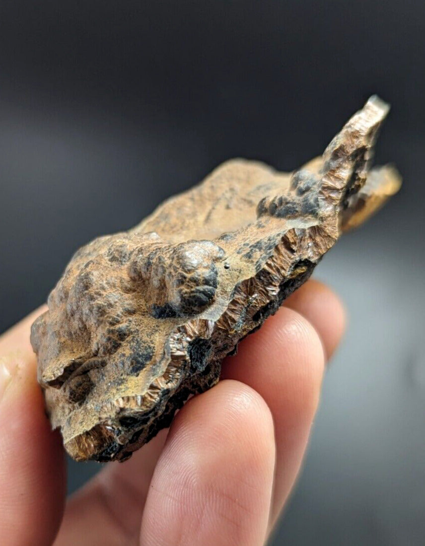 Goethite Beraunite etc (RARE Coon Creek Polk Co. Arkansas) - Collectibles:Rocks Fossils & Minerals:Crystals Mineral