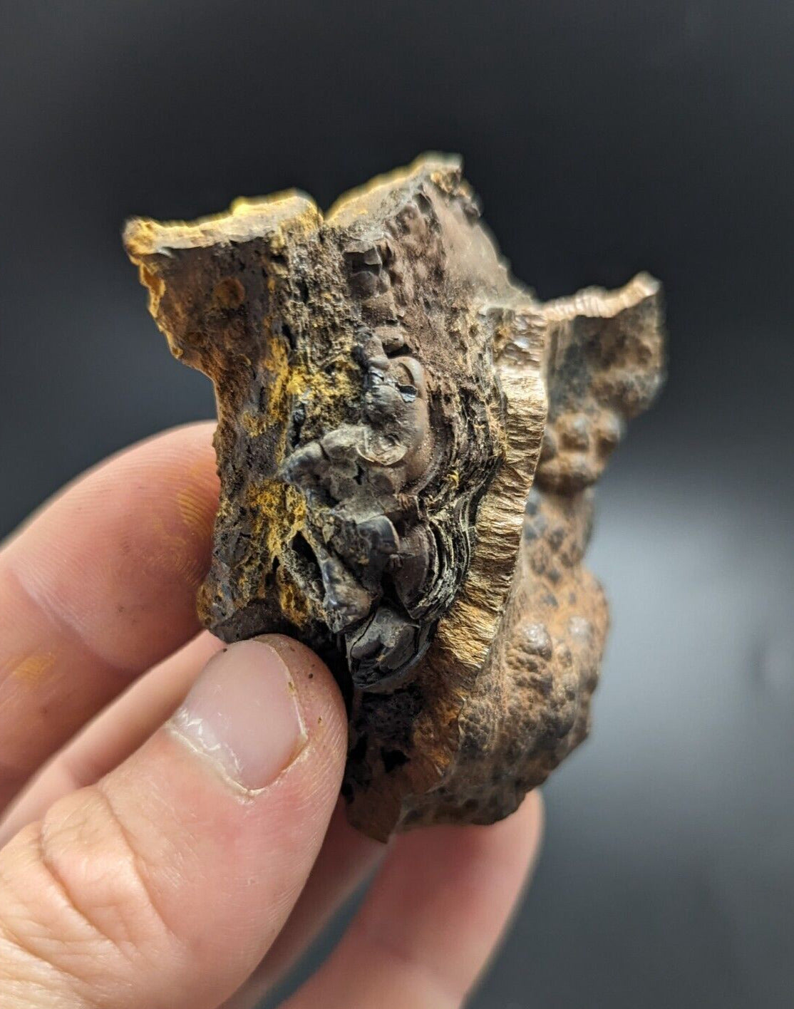 Goethite Beraunite etc (RARE Coon Creek Polk Co. Arkansas) - Collectibles:Rocks Fossils & Minerals:Crystals Mineral