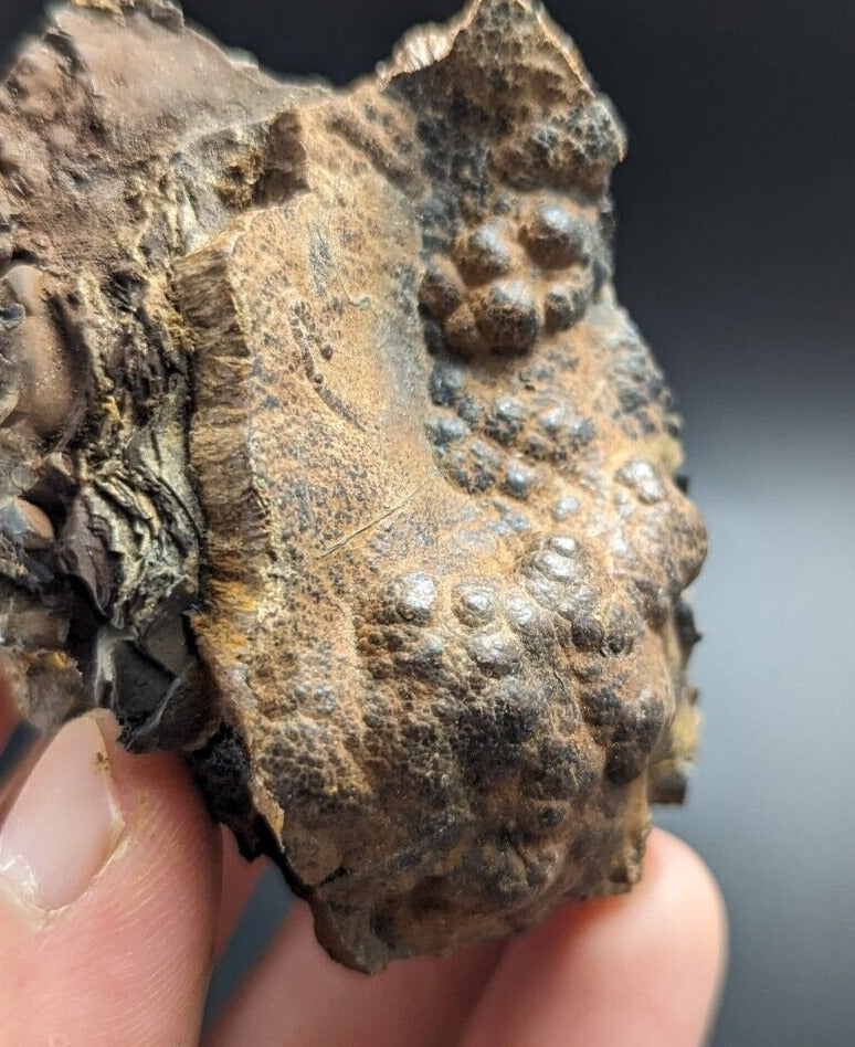 Goethite Beraunite etc (RARE Coon Creek Polk Co. Arkansas) - Collectibles:Rocks Fossils & Minerals:Crystals Mineral