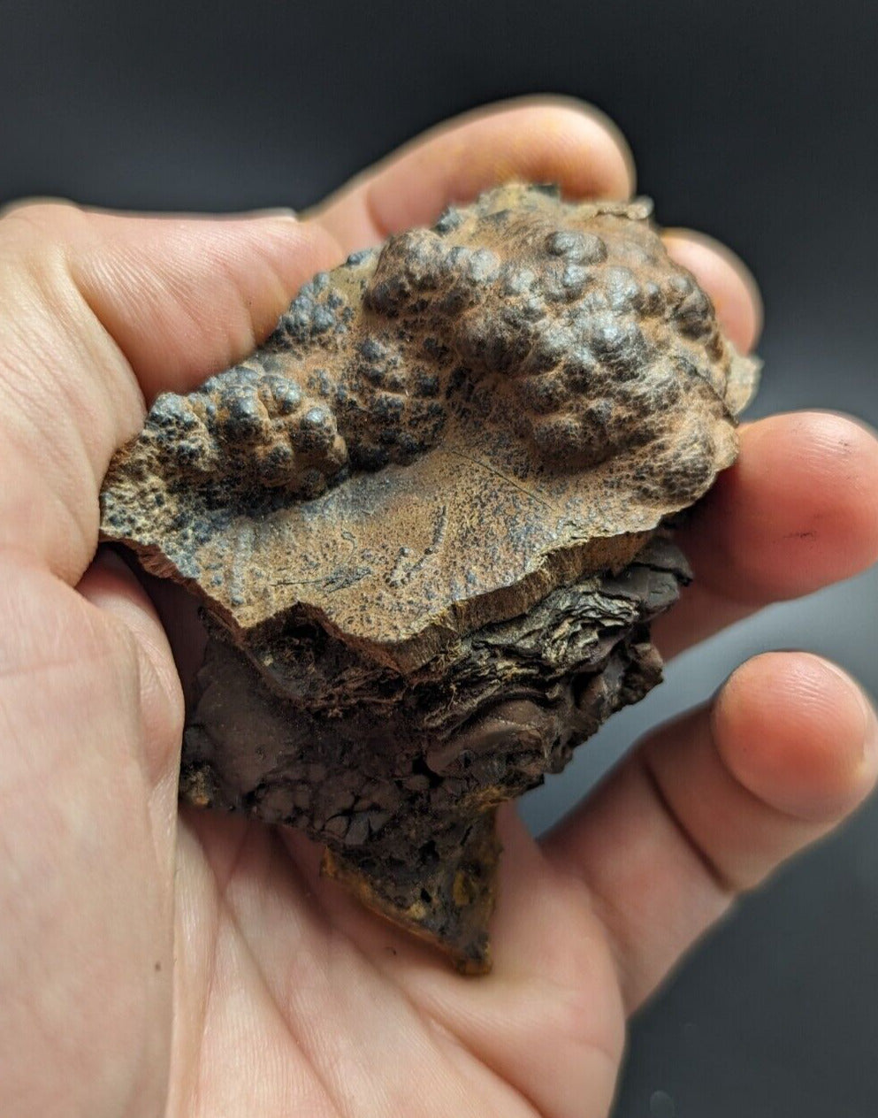 Goethite Beraunite etc (RARE Coon Creek Polk Co. Arkansas) - Collectibles:Rocks Fossils & Minerals:Crystals Mineral