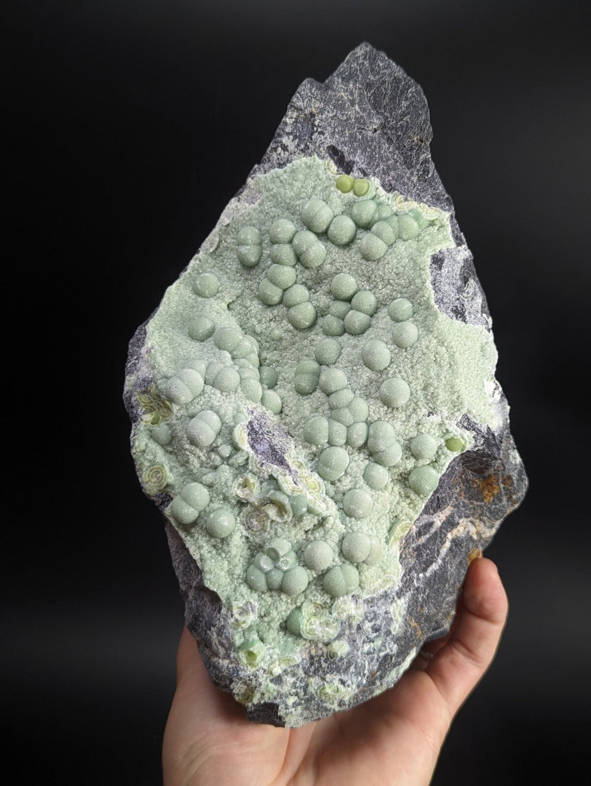 A hand holds a striking geological specimen featuring clusters of pale green, spherical nodules embedded in a dark gray matrix rock.