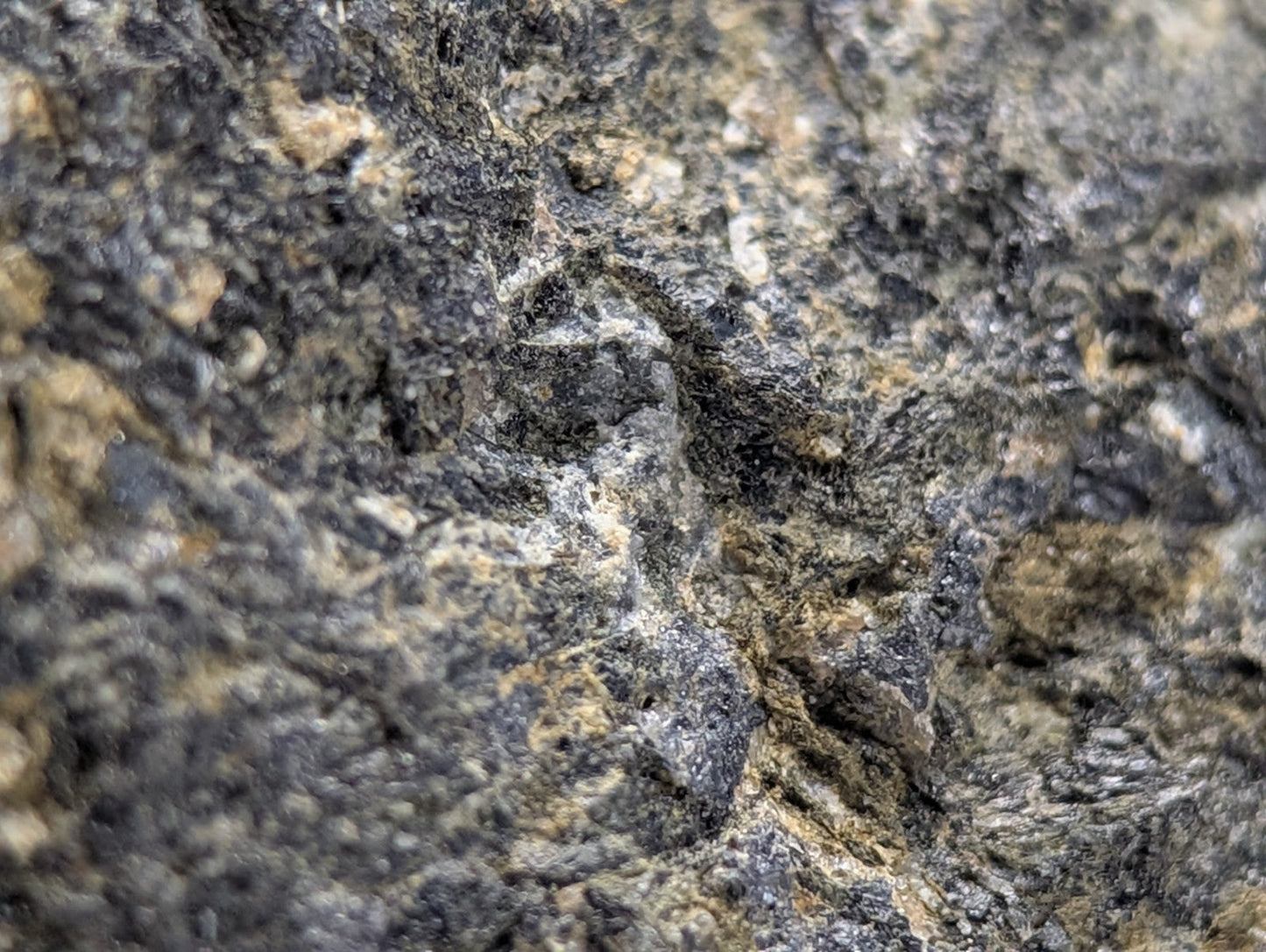 A weathered dark gray jacupirangite rock surface with lighter tan patches from magnet cove hot spring county arkansas