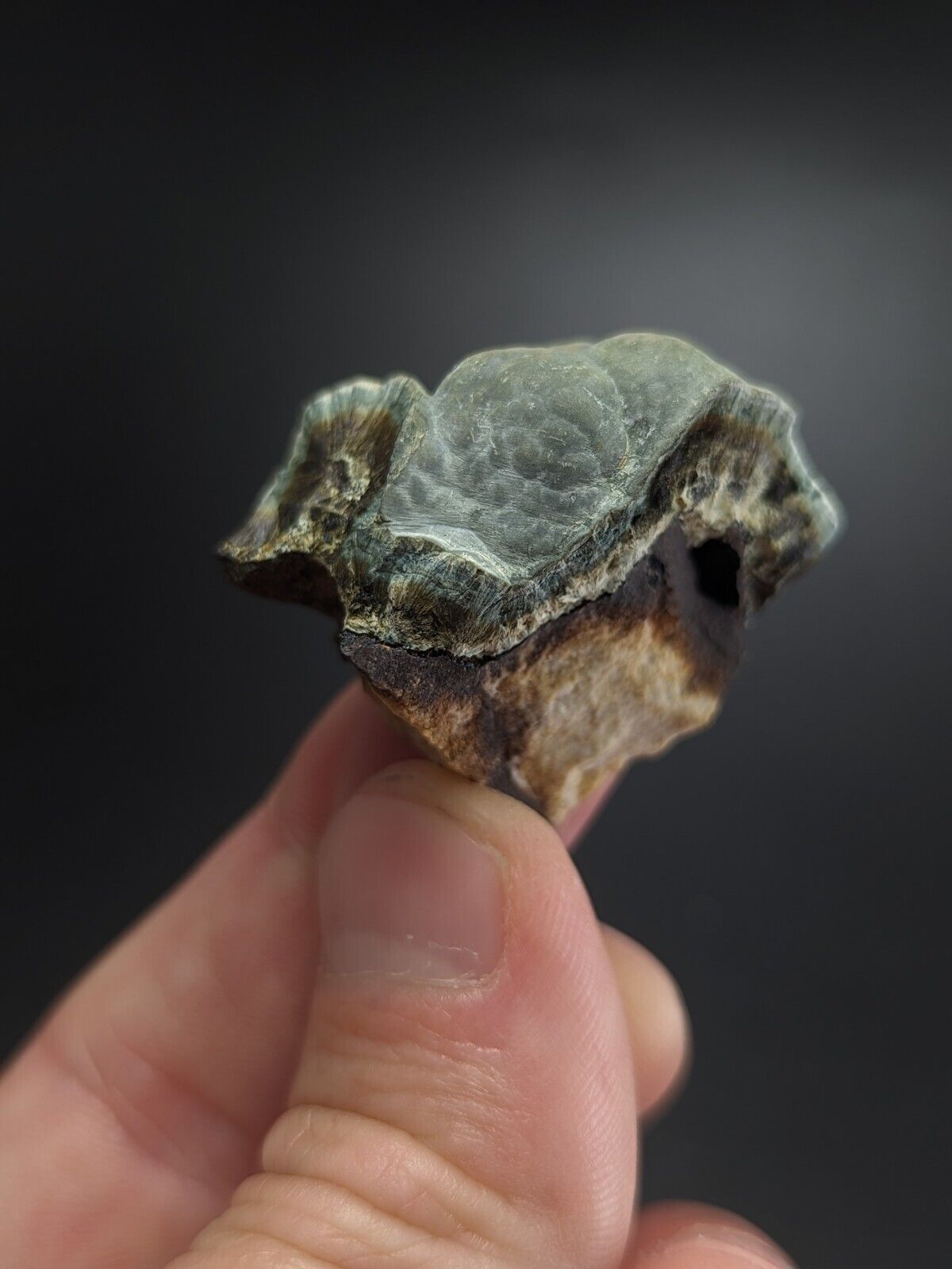 Kidwellite Dufrenite Beraunite etc (VERY RARE 3 Oaks Gap Polk Co. Arkansas) - Collectibles:Rocks Fossils &