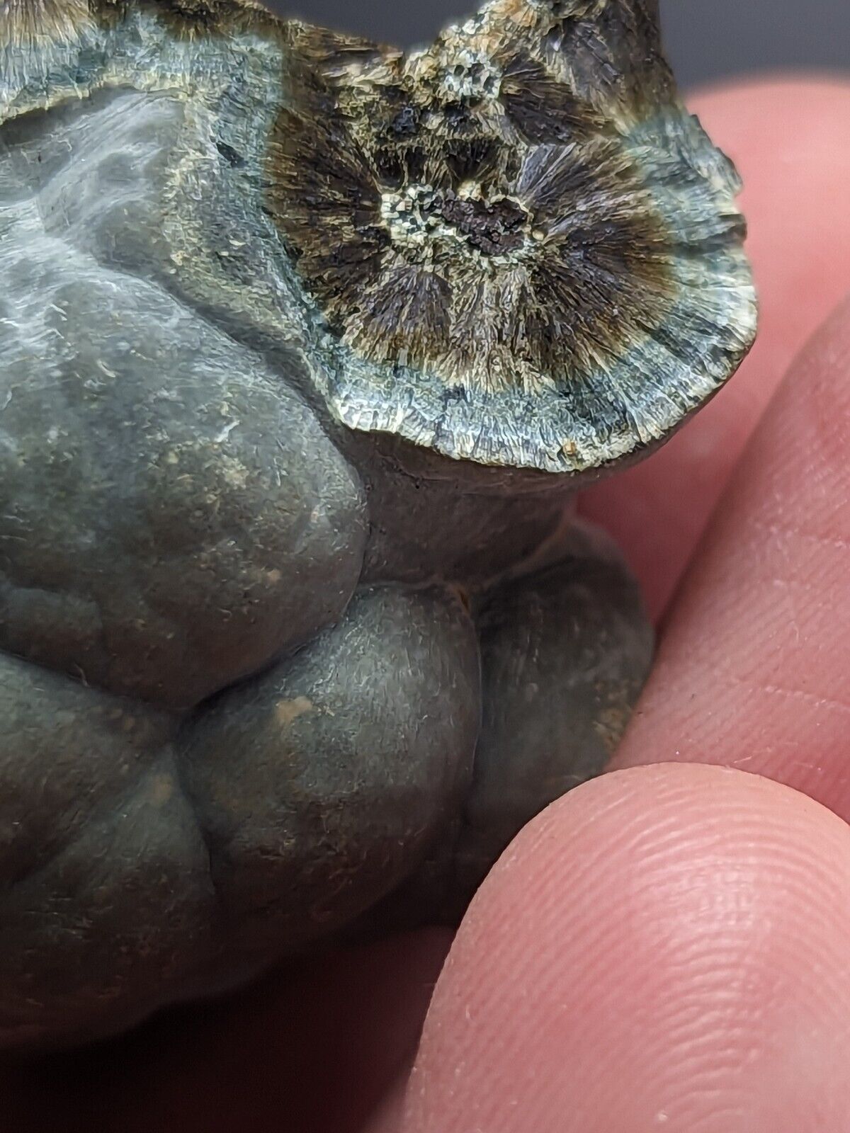 Kidwellite Dufrenite Beraunite etc (VERY RARE 3 Oaks Gap Polk Co. Arkansas) - Collectibles:Rocks Fossils &