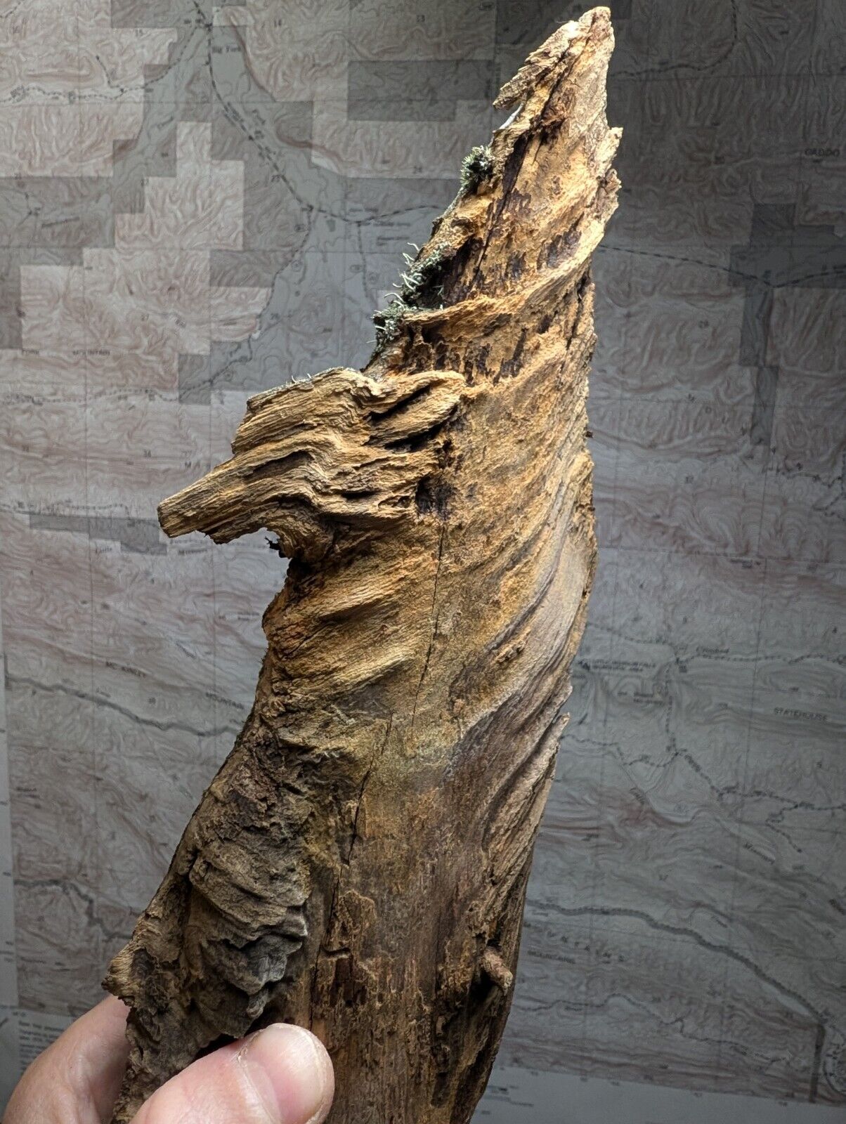 Natural Pine Knot Wooden Forest Decor Arkansas USA - Home Crafts Terrariums - Crafts:Multi-Purpose Craft