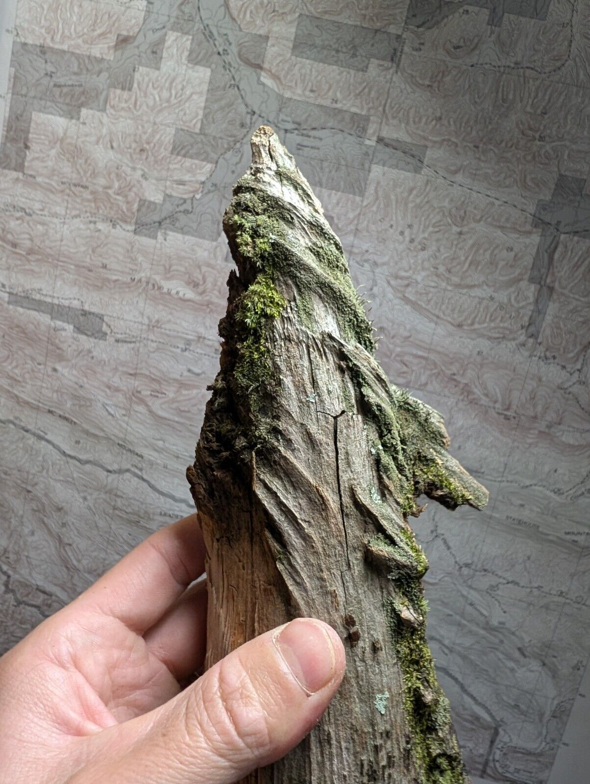 Natural Pine Knot Wooden Forest Decor Arkansas USA - Home Crafts Terrariums - Crafts:Multi-Purpose Craft
