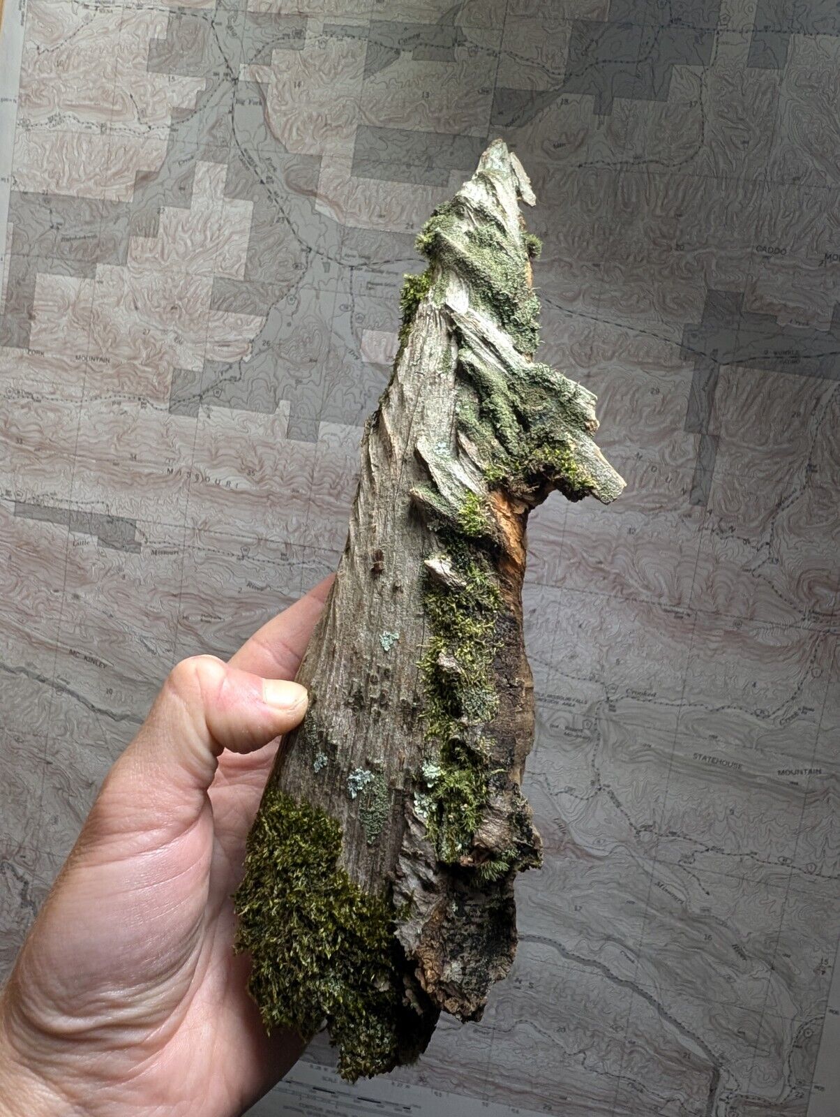 Natural Pine Knot Wooden Forest Decor Arkansas USA - Home Crafts Terrariums - Crafts:Multi-Purpose Craft