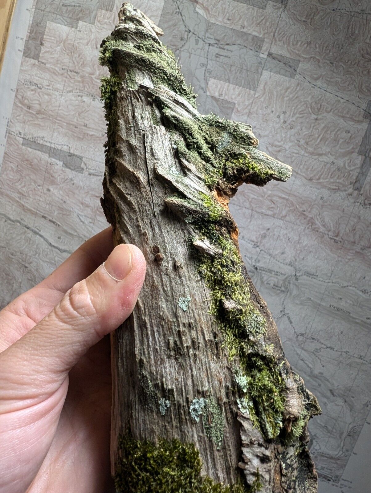 Natural Pine Knot Wooden Forest Decor Arkansas USA - Home Crafts Terrariums - Crafts:Multi-Purpose Craft