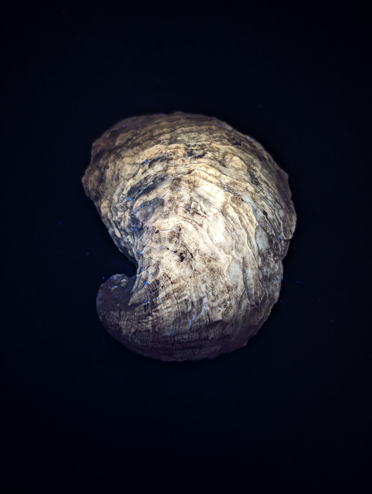 Textured, swirling, off-white shell.