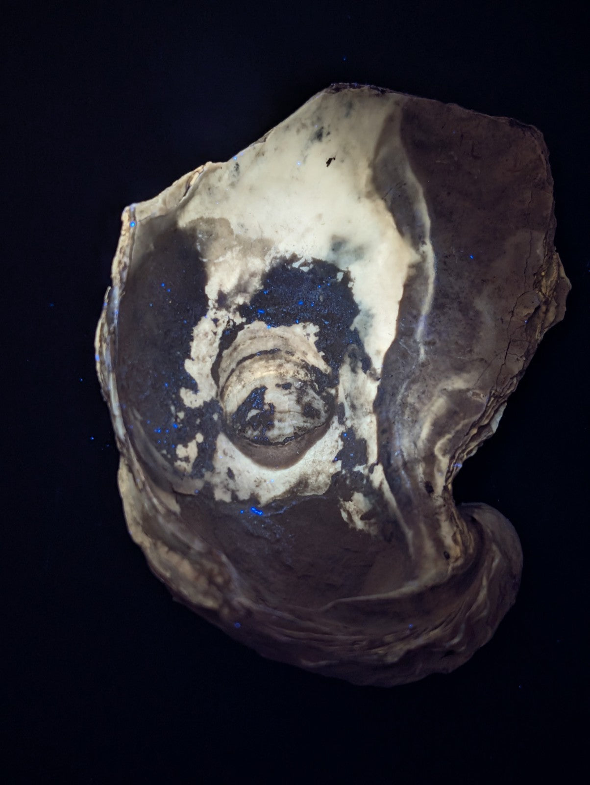 Irregularly shaped oyster shell with a central circular depression.