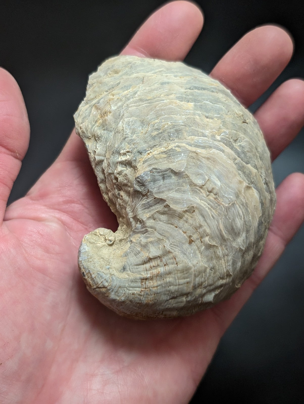 Fossilized shell in hand.