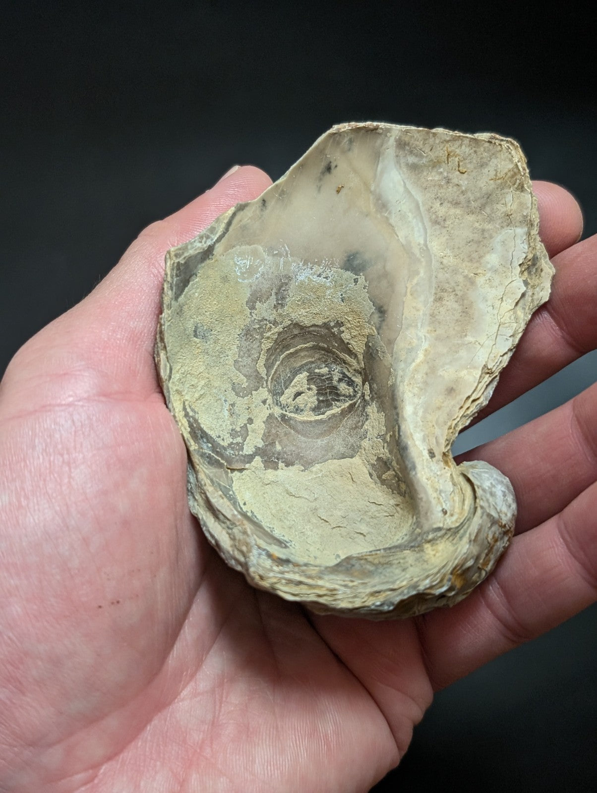 Fossilized nautilus shell.