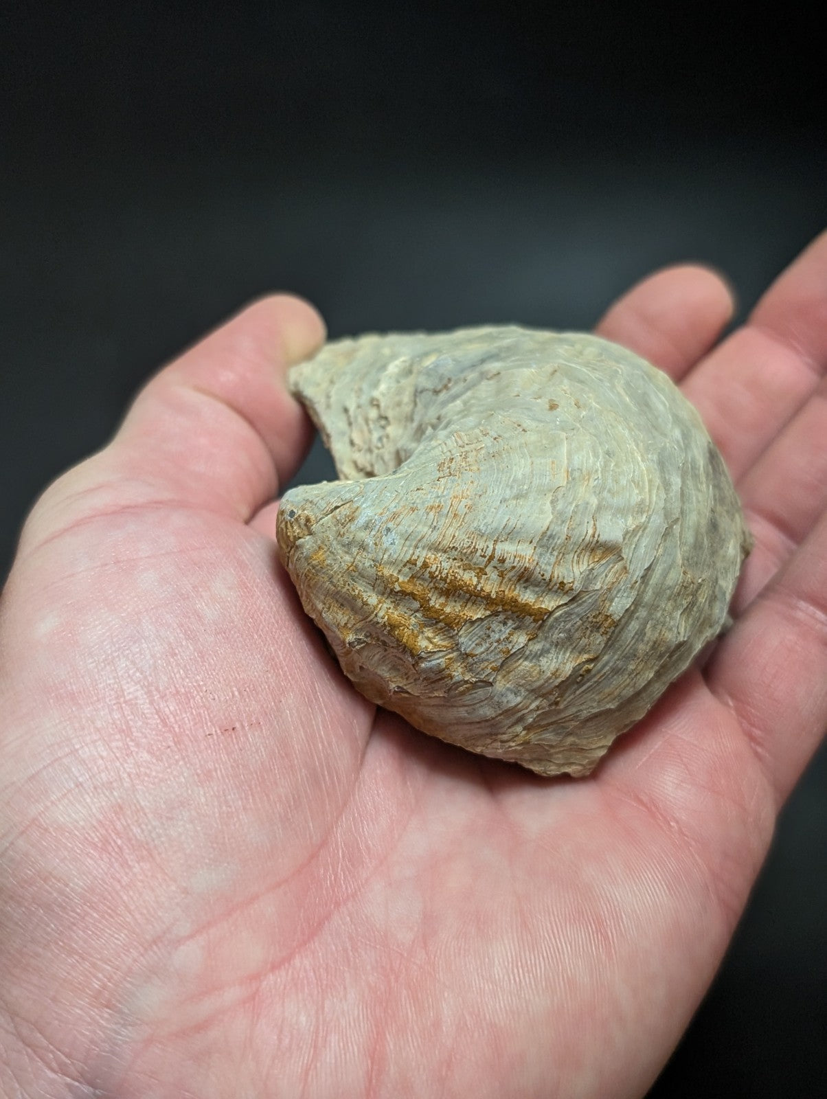 Fossilized shell in hand.