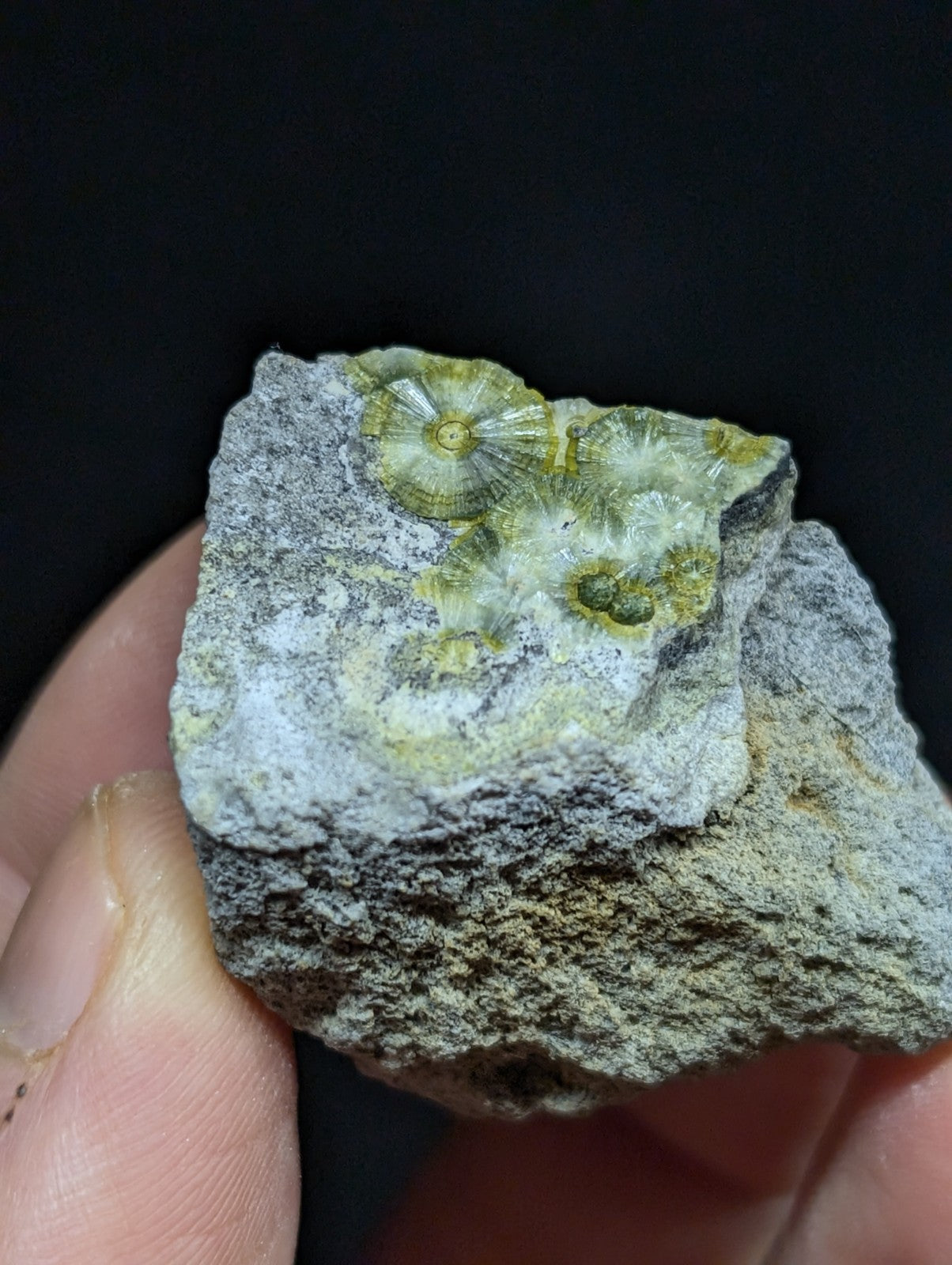 A fossilized coral specimen with intricate, circular patterns in shades of green and yellow embedded within a grayish rock matrix.