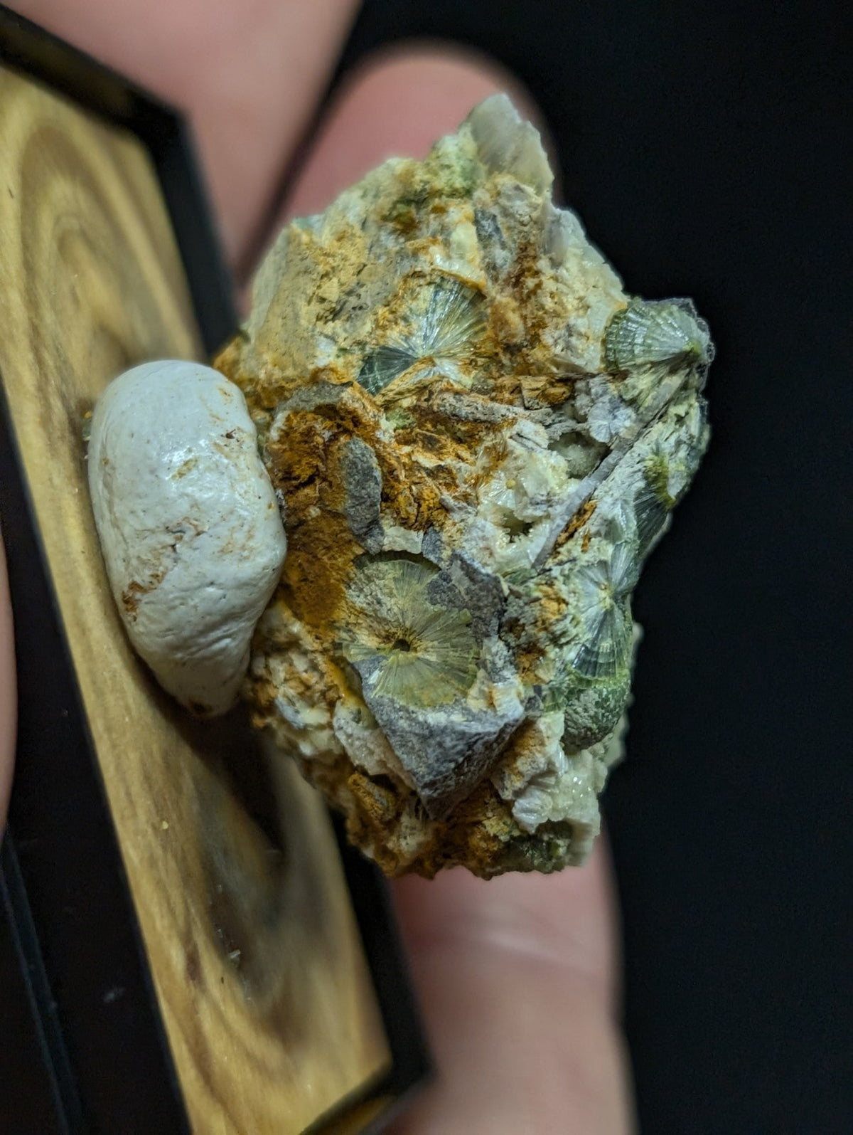 A textured, light green and beige fossilized shell specimen with intricate spiral patterns embedded in a rocky matrix.