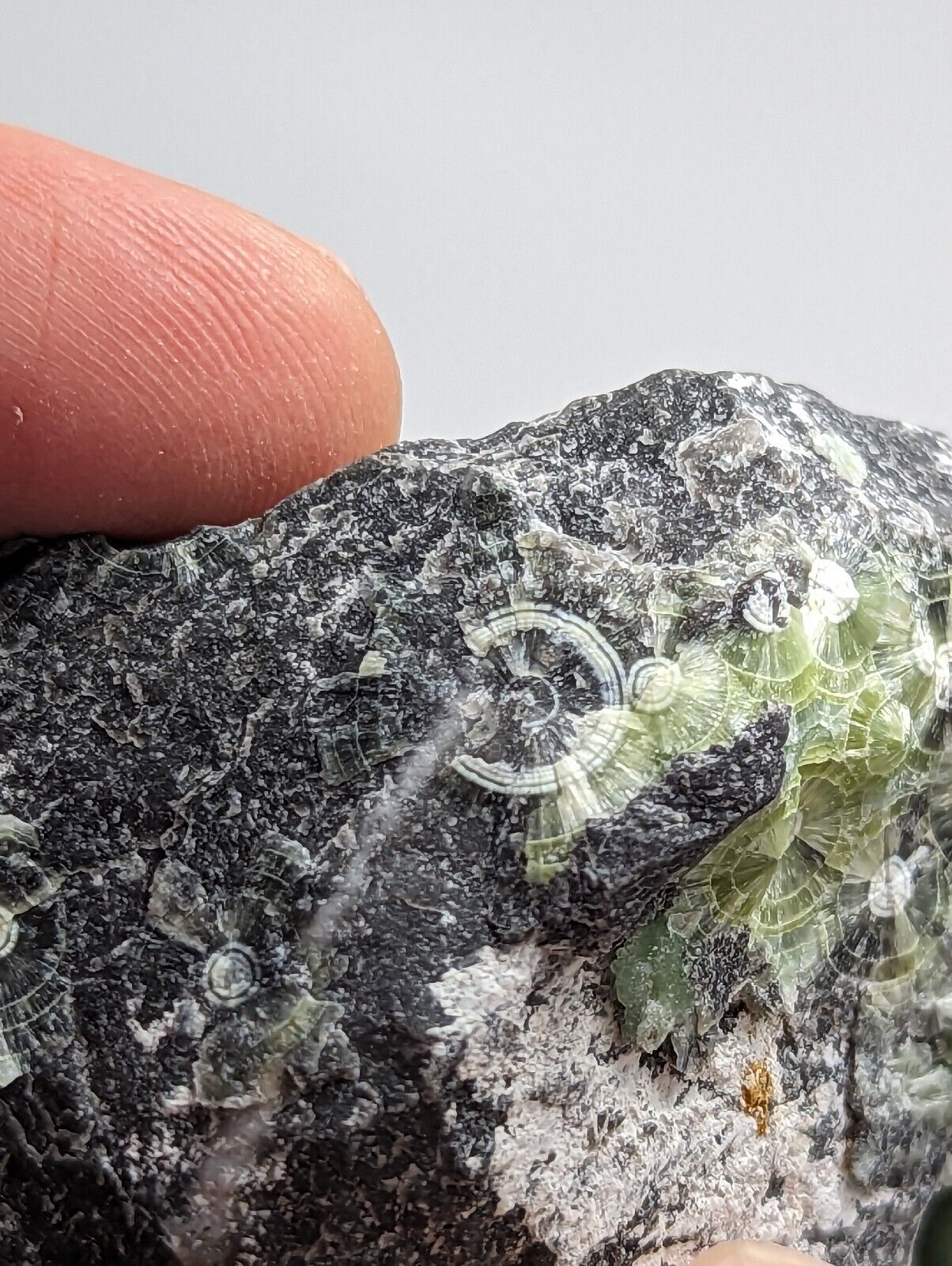 Wavellite with ’Eyeforms’ Fantastic Old Stock- Mauldin Mountain Arkansas - Collectibles:Rocks Fossils &