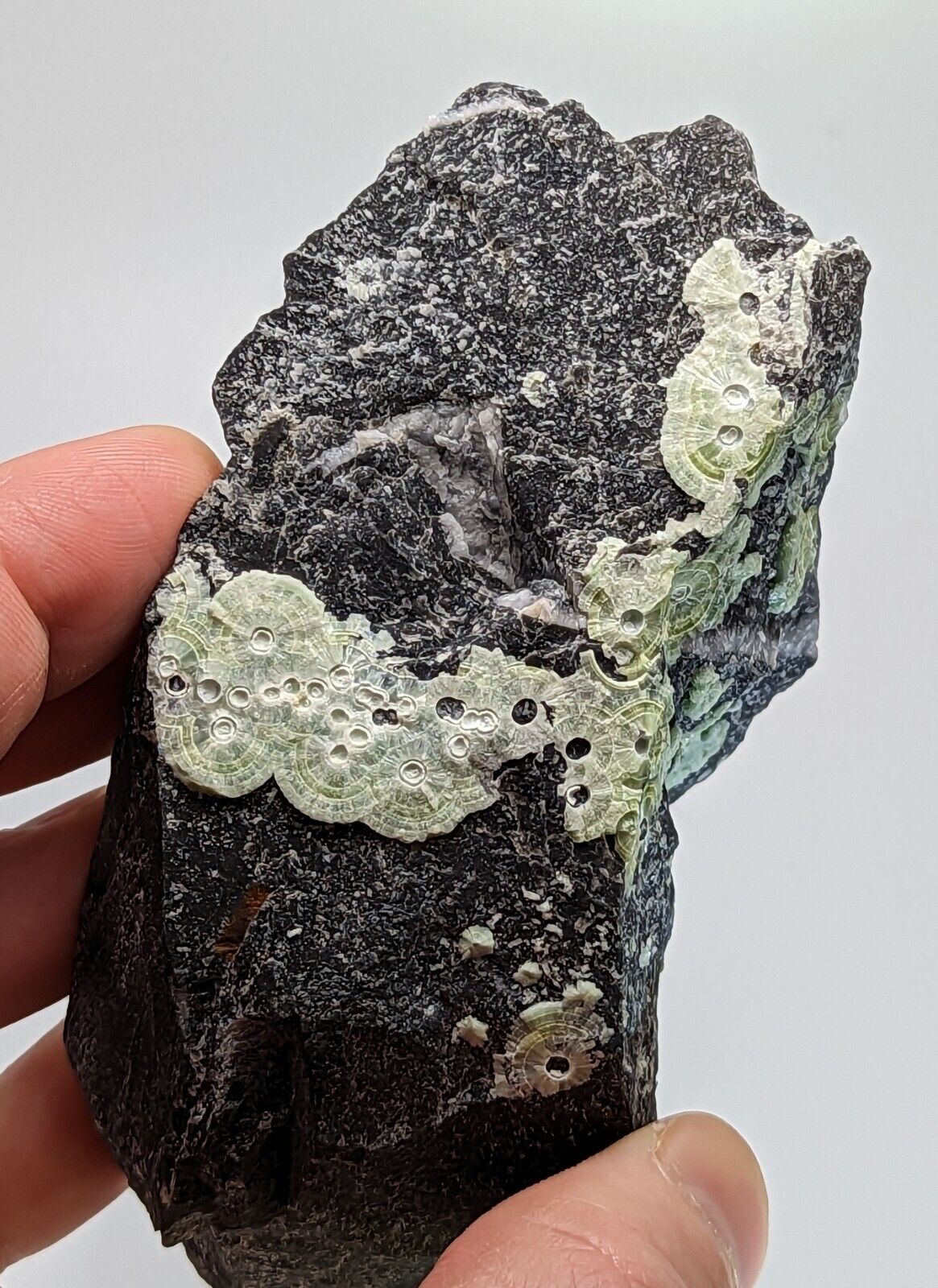 Wavellite - Fantastic Old Stock - Mauldin Mountain Arkansas 10.5 cm - Collectibles:Rocks Fossils & Minerals:Crystals