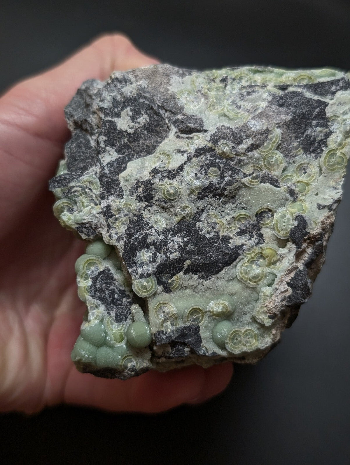 A hand holds a rough, irregularly shaped rock specimen featuring embedded greenish-gray fossilized coral formations with circular and spiral patterns.