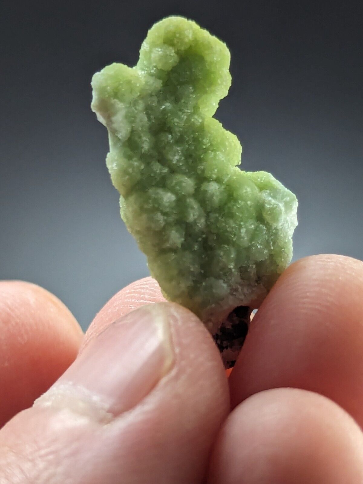 Wavellite Stalactite - Amazing Old Stock - Mauldin Mountain Arkansas - Collectibles:Rocks Fossils & Minerals:Crystals