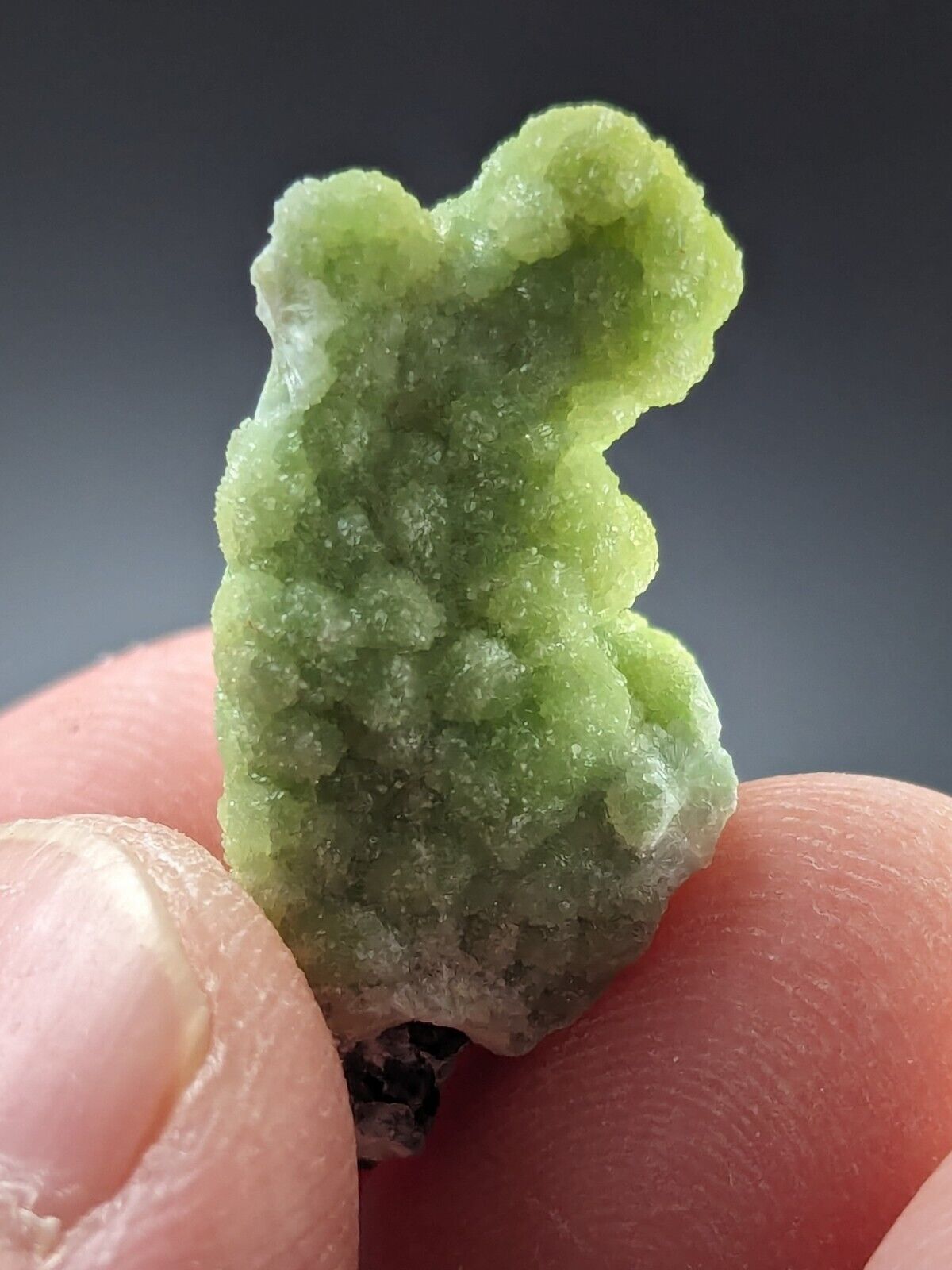 Wavellite Stalactite - Amazing Old Stock - Mauldin Mountain Arkansas - Collectibles:Rocks Fossils & Minerals:Crystals