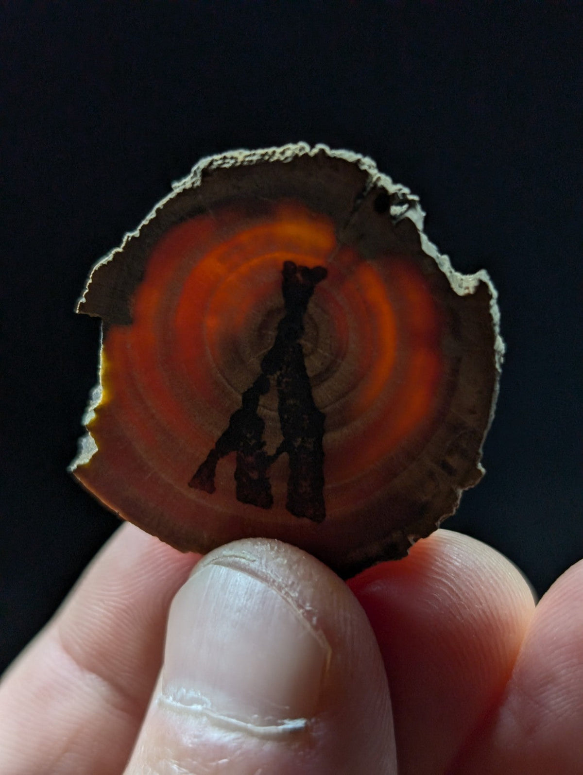 A hand holds a circular, naturally sliced piece of orange and brown agate with concentric rings.