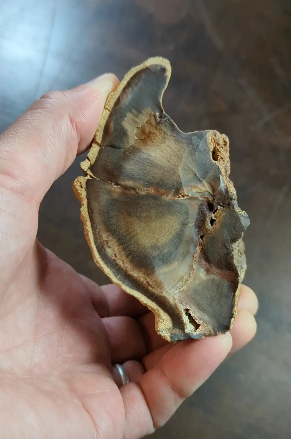 Petrified Wood - Montgomery County Arkansas