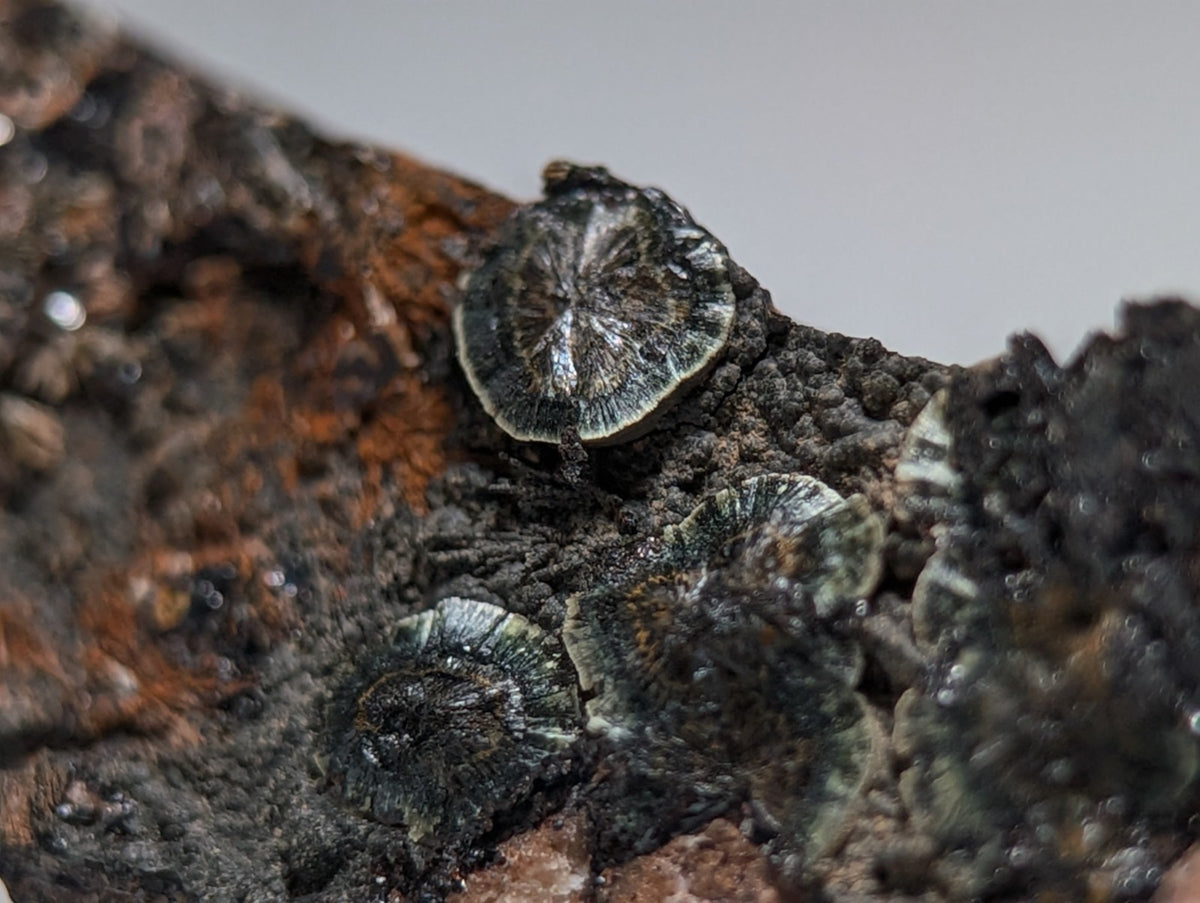 Rare Kidwellite on Novaculite - Coon Creek, Polk County, Arkansas, w/ photo case
