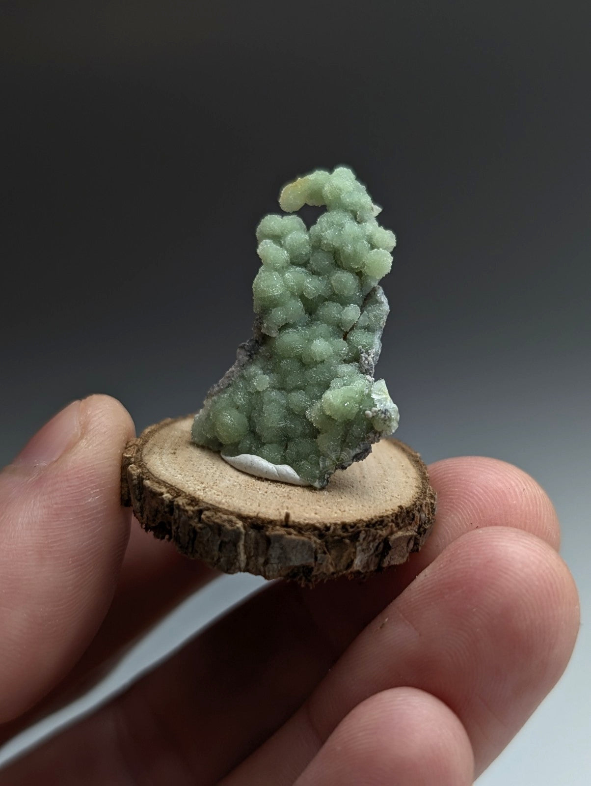 Very Unique Wavellite, Montgomery County, Arkansas, USA, w/ wood mount