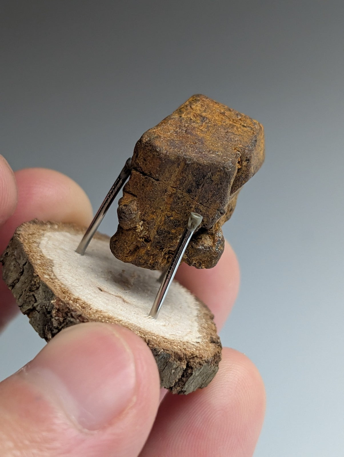 Goethite after Pyrite Pseudomorph, Magnet Cove, Arkansas,  w/ natural wood stand