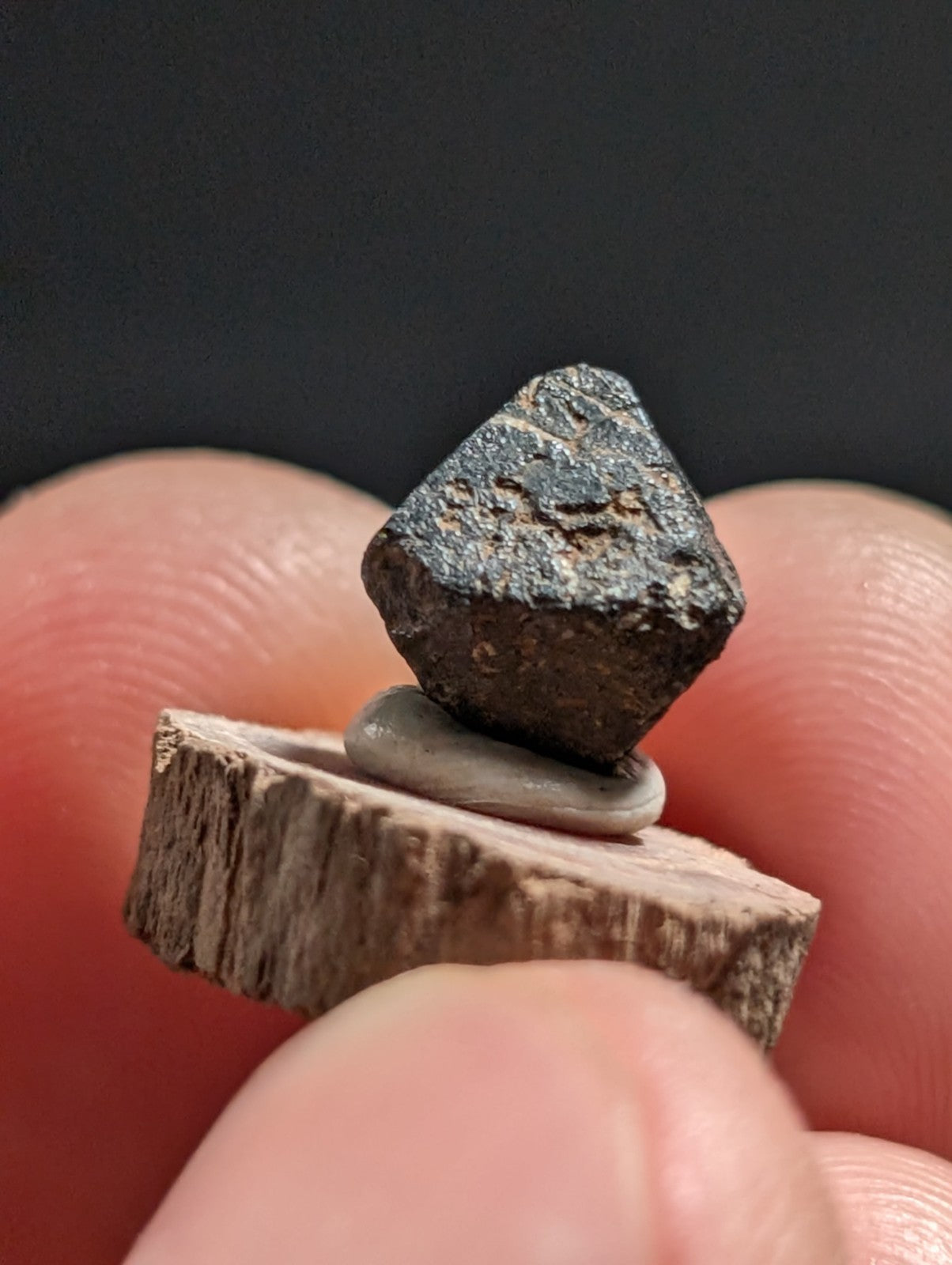 Magnetite crystal, Magnet Cove, Hot Spring Co. Arkansas, Old Stock, + wood stand