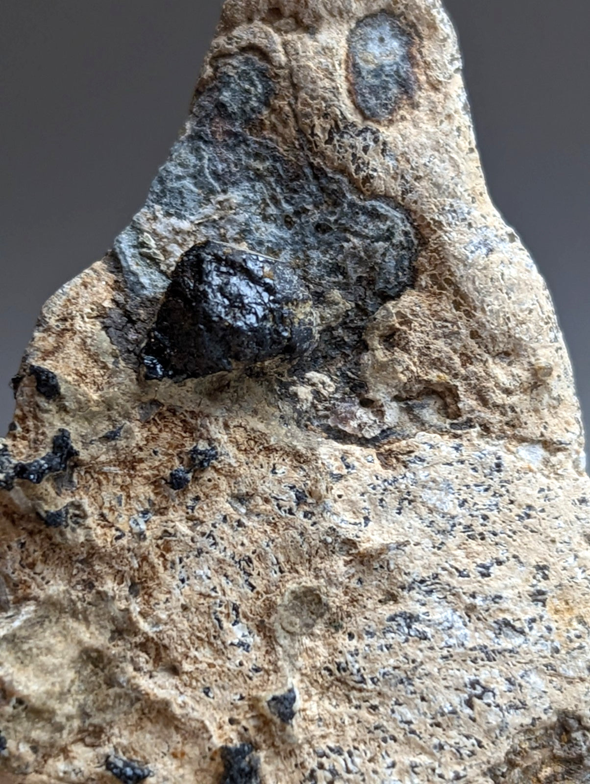 Garnet on Syenite matrix, Magnet Cove, Arkansas, Old Stock, + wood stand