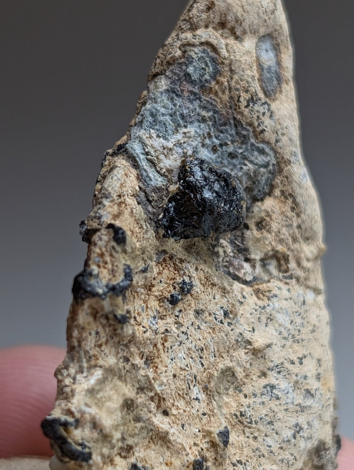 Garnet on Syenite matrix, Magnet Cove, Arkansas, Old Stock, + wood stand