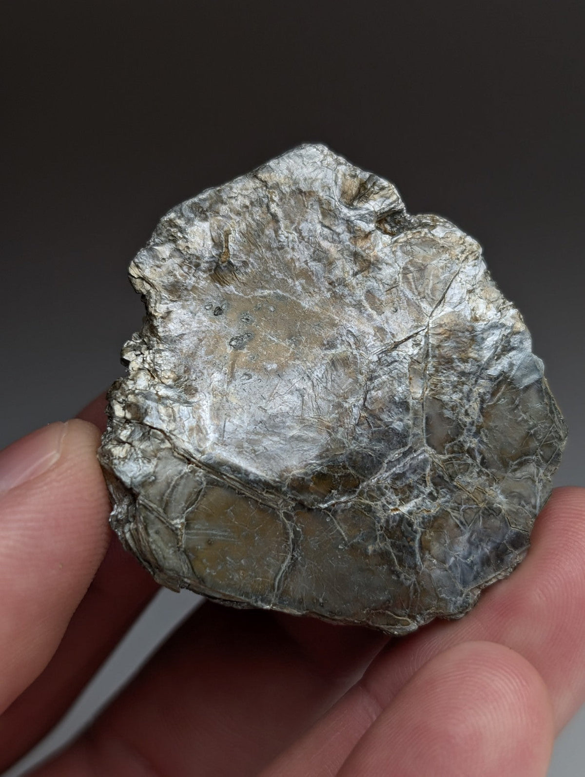 Green Mica, Magnet Cove, Hot Spring County, Arkansas, Unique Old Stock