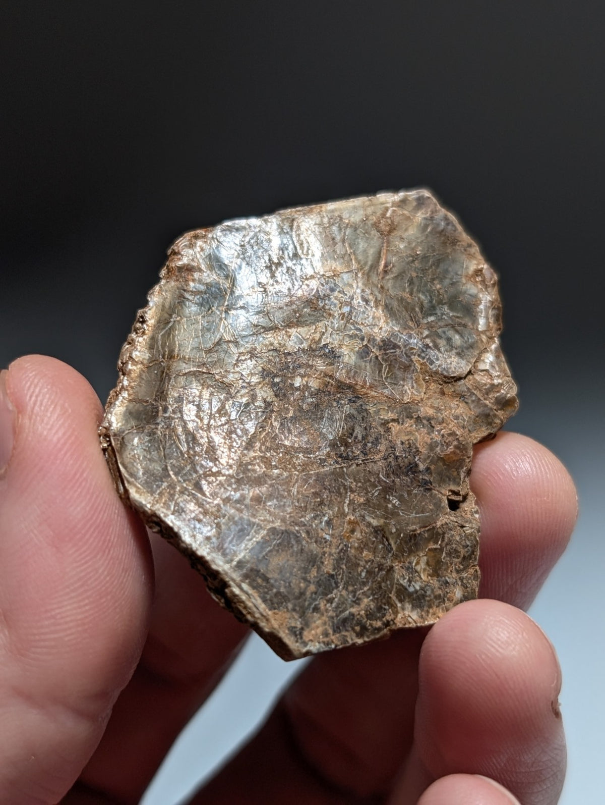 Green/Brown Mica, Magnet Cove, Hot Spring County, Arkansas, USA,Ex Henry Delinde