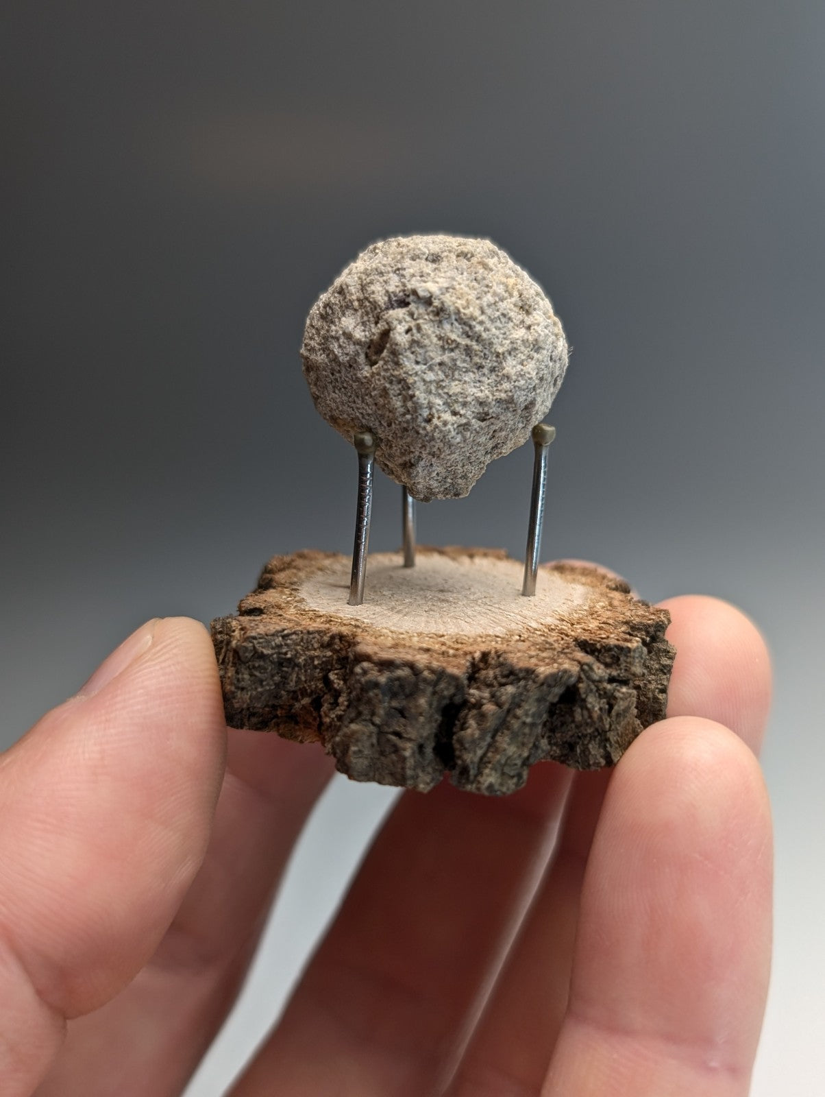 Pseudoleucite, Magnet Cove, Hot Spring County, Arkansas, Old Stock, w/wood stand