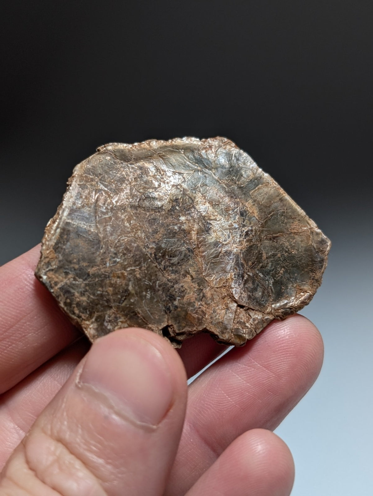 Green/Brown Mica, Magnet Cove, Hot Spring County, Arkansas, USA,Ex Henry Delinde