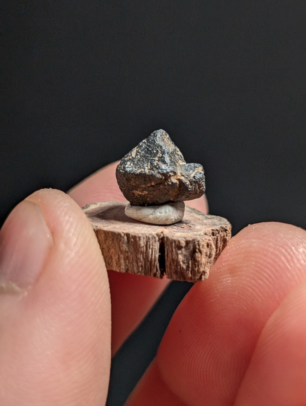 Magnetite crystal, Magnet Cove, Hot Spring Co. Arkansas, Old Stock, + wood stand