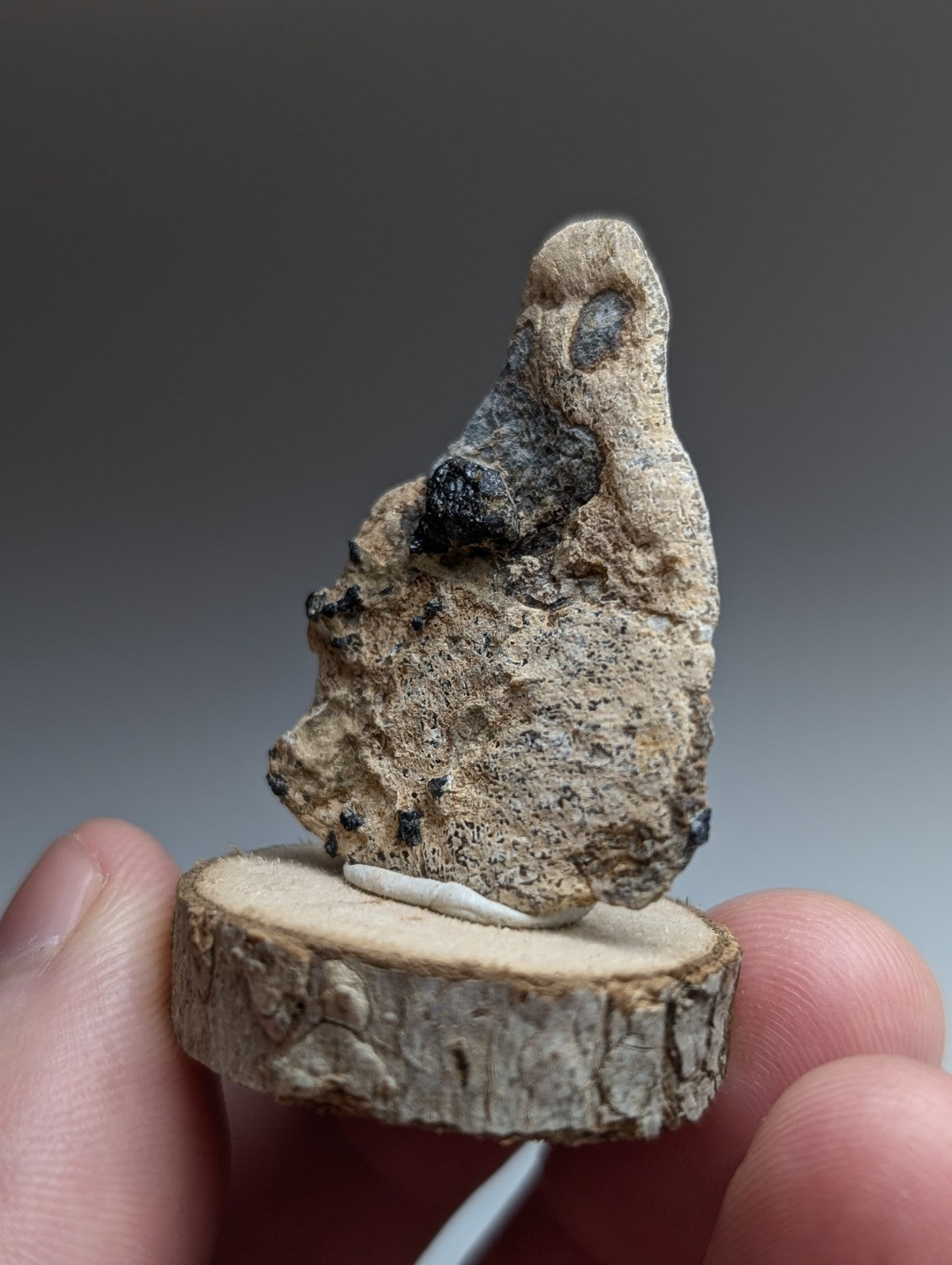 Garnet on Syenite matrix, Magnet Cove, Arkansas, Old Stock, + wood stand