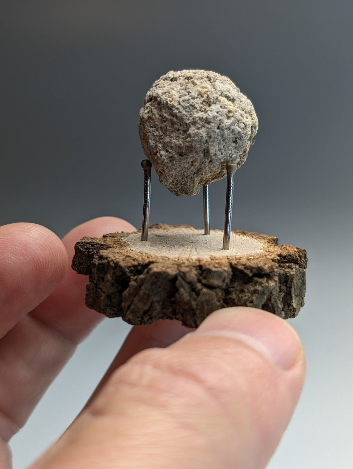 Pseudoleucite, Magnet Cove, Hot Spring County, Arkansas, Old Stock, w/wood stand