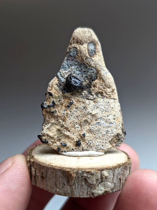Garnet on Syenite matrix, Magnet Cove, Arkansas, Old Stock, + wood stand