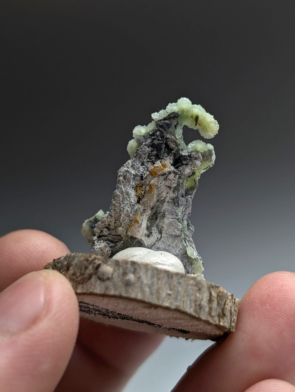 Very Unique Wavellite, Montgomery County, Arkansas, USA, w/ wood mount