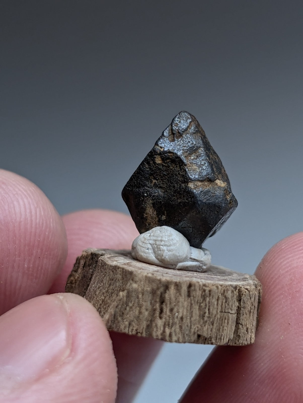 Magnetite Crystal, Magnet Cove Igneous Complex, Arkansas, Old Stock, +wood stand