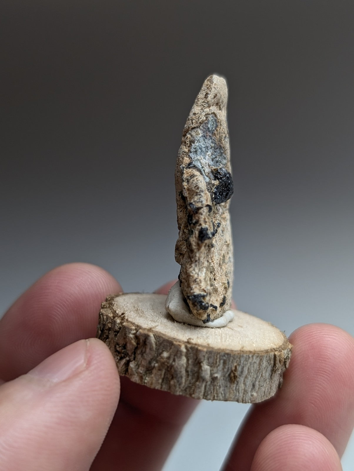 Garnet on Syenite matrix, Magnet Cove, Arkansas, Old Stock, + wood stand