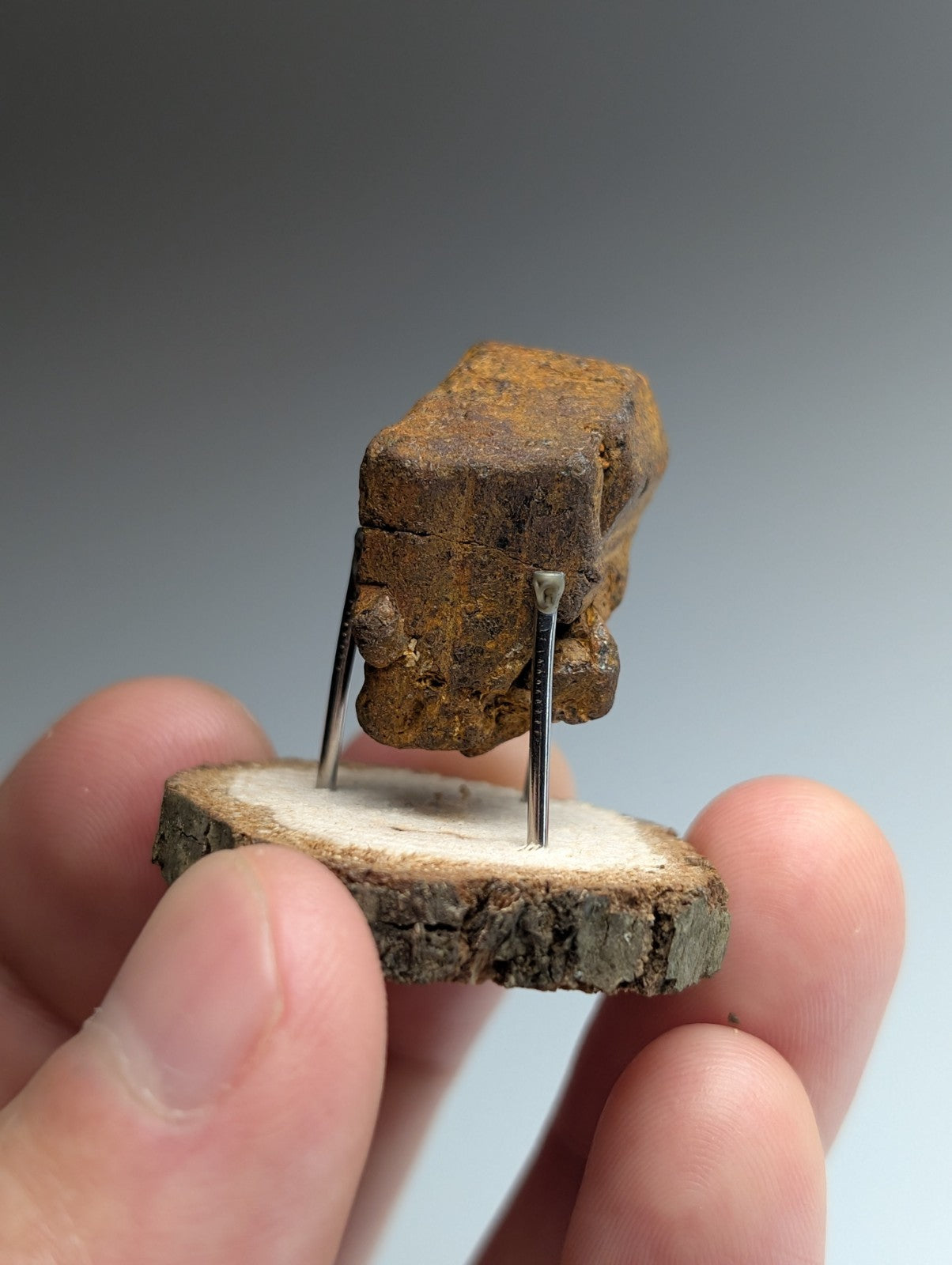 Goethite after Pyrite Pseudomorph, Magnet Cove, Arkansas,  w/ natural wood stand