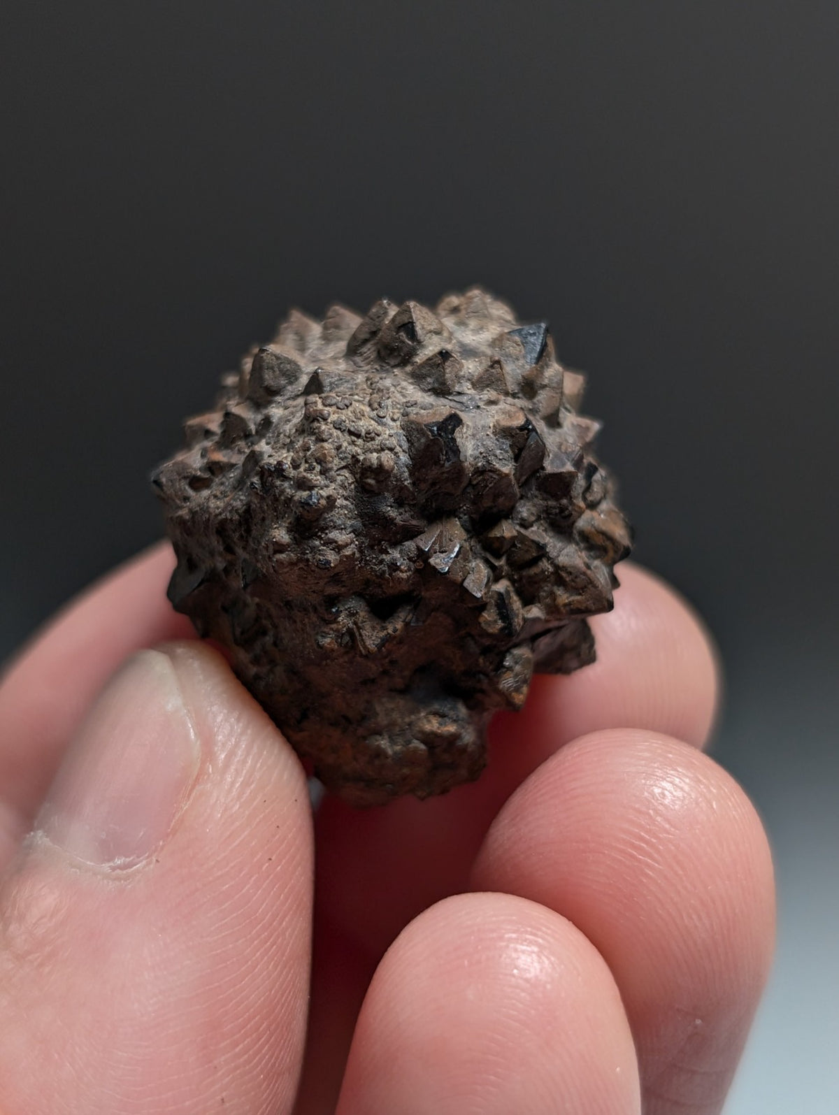 Limonite & Pyrite Pseudomorph, Benton County, Arkansas,  Ex Henry Delinde!