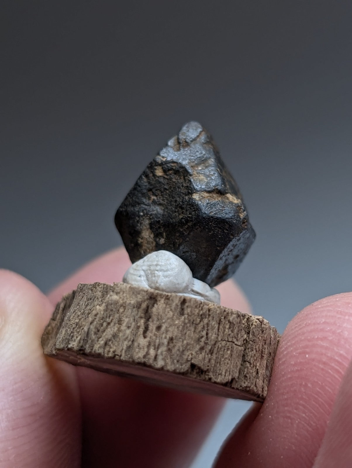 Magnetite Crystal, Magnet Cove Igneous Complex, Arkansas, Old Stock, +wood stand