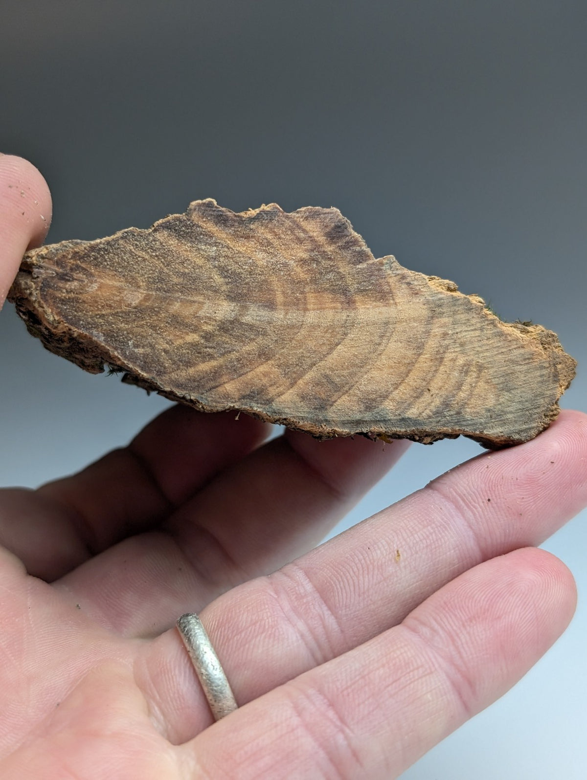 A+ Twinned Rutile Crystal, Graves Mountain, Georgia, USA,  Rare Old Stock