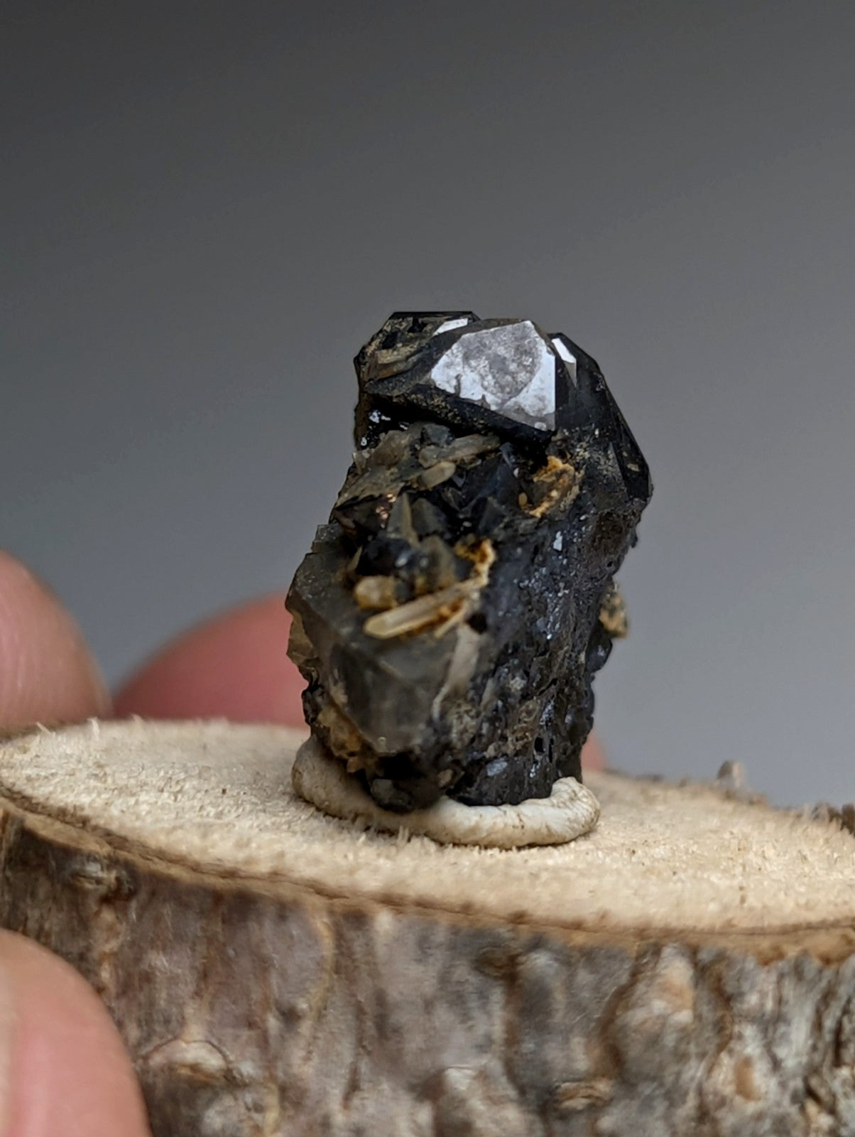 Brookite + Smoky Quartz, Magnet Cove, Arkansas, Old Stock, + wood stand